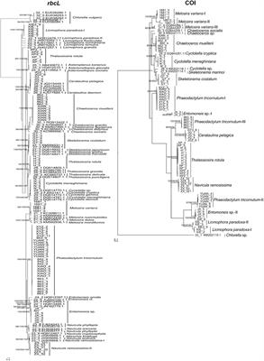 DNA Barcoding Diatoms From China With Multiple Genes